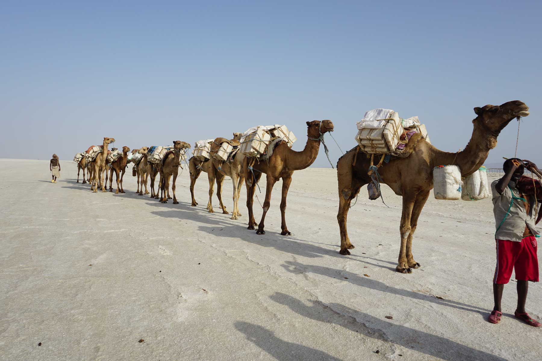A camel caravan loaded with slabs of salt crossing the white salt flats of the Danakil Depression.